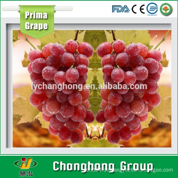 Ruby Traubenfrucht aus China